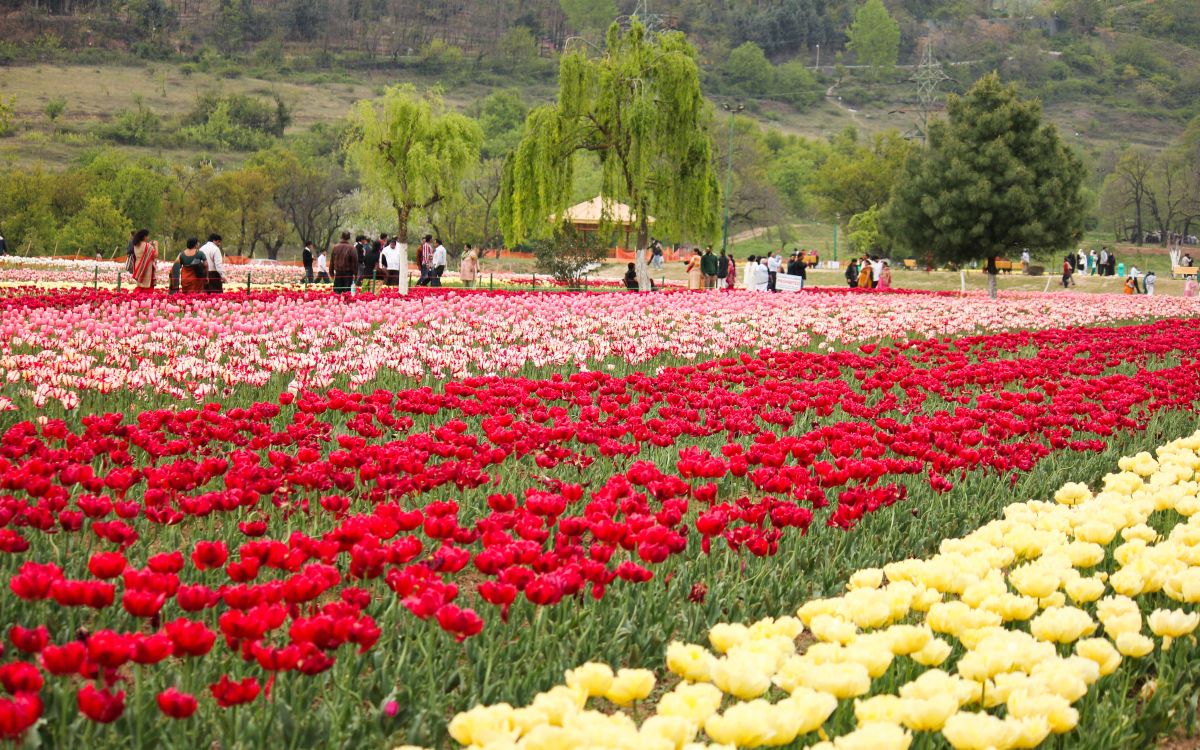 Tulip festival